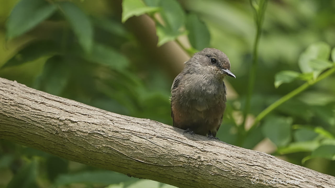 Vermillion flycatcher