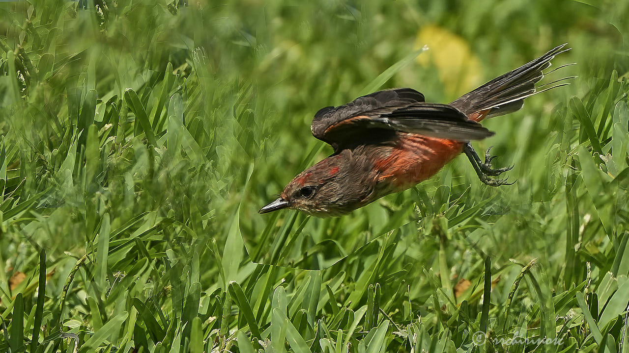 Vermillion flycatcher