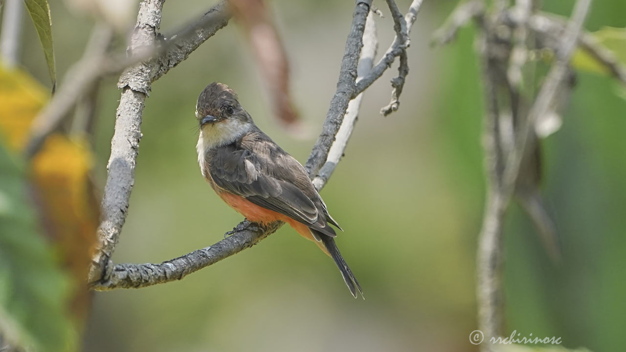 Vermillion flycatcher