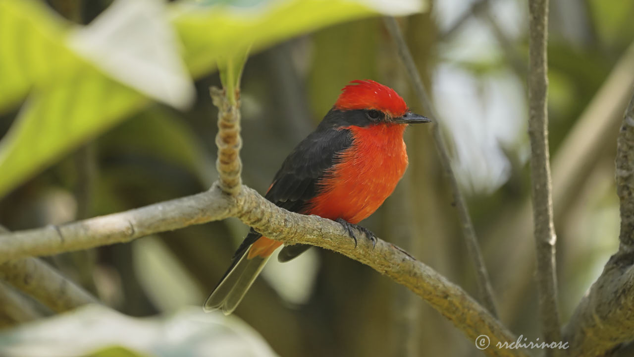 Vermillion flycatcher