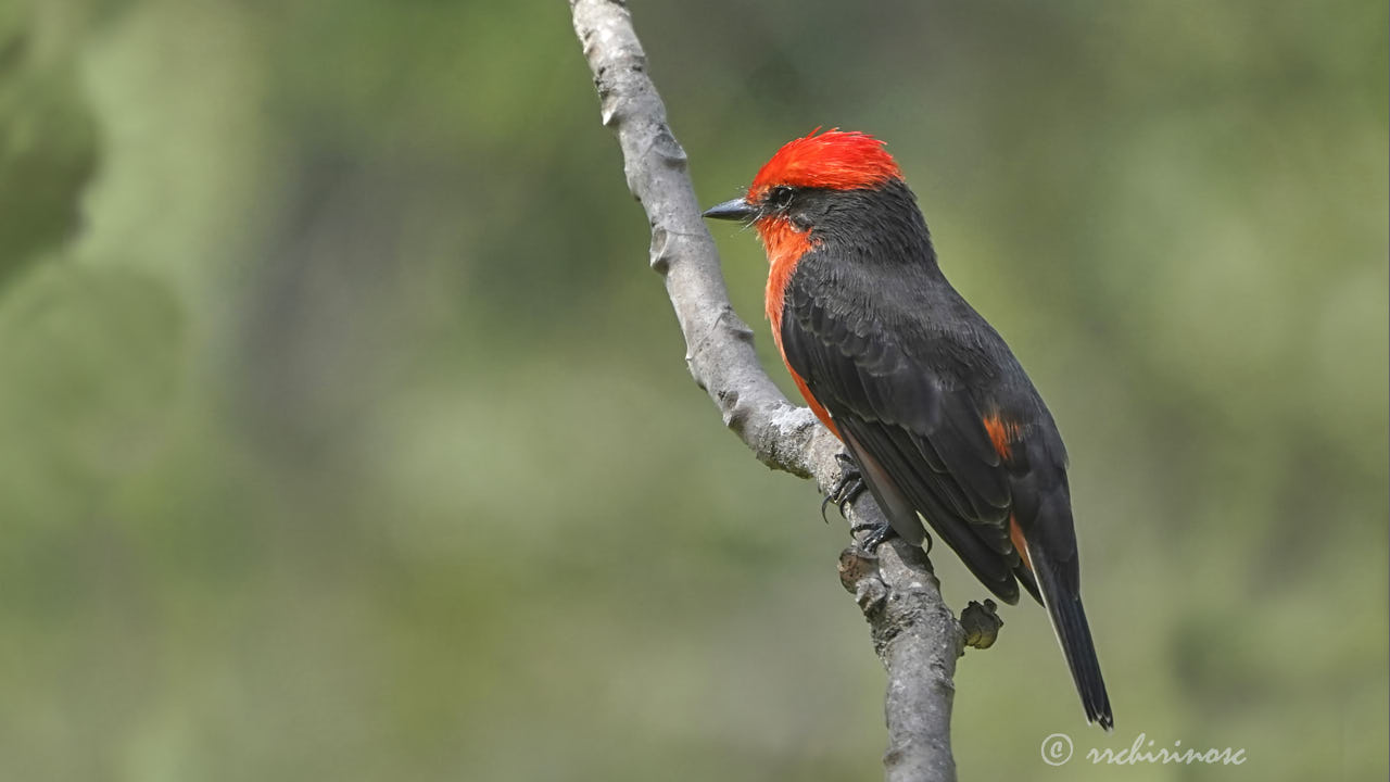 Vermillion flycatcher