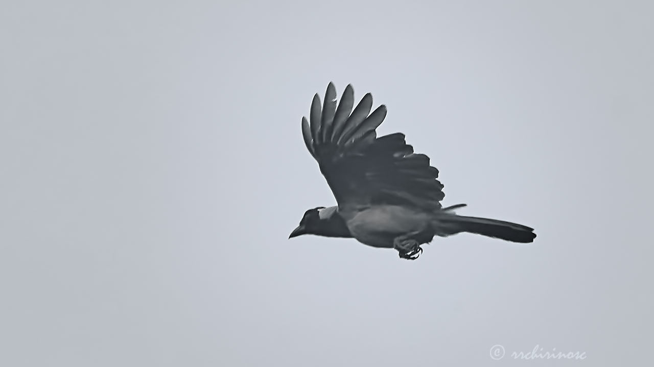 Violaceous jay