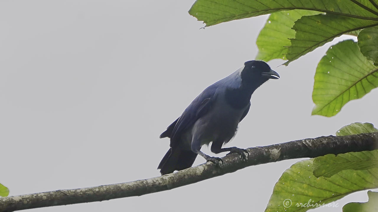 Violaceous jay