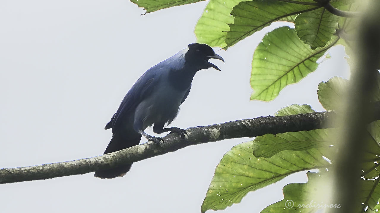 Violaceous jay