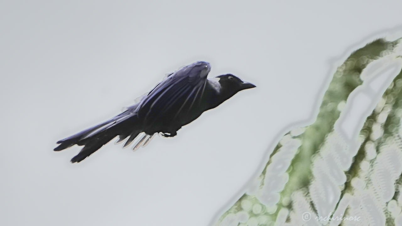 Violaceous jay