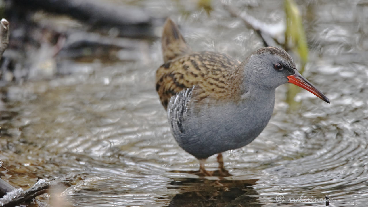 Water rail