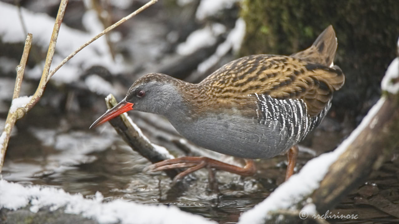 Water rail