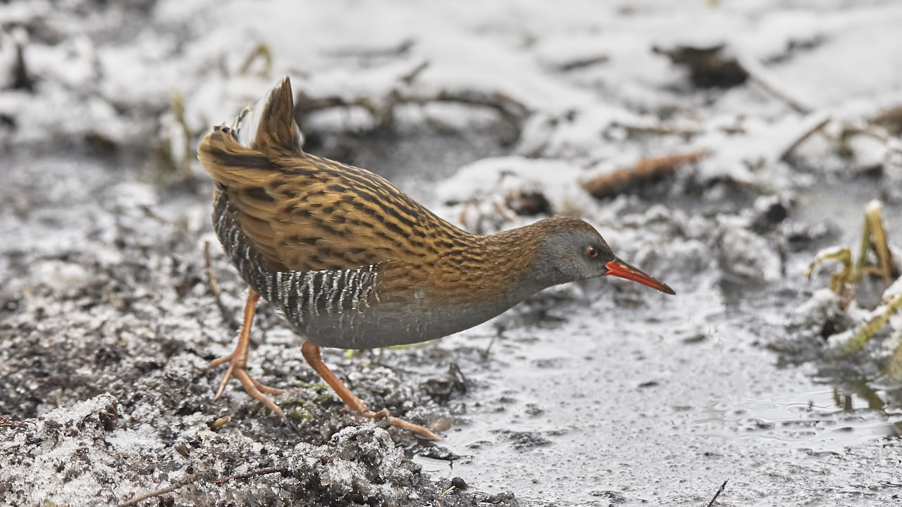 Water rail