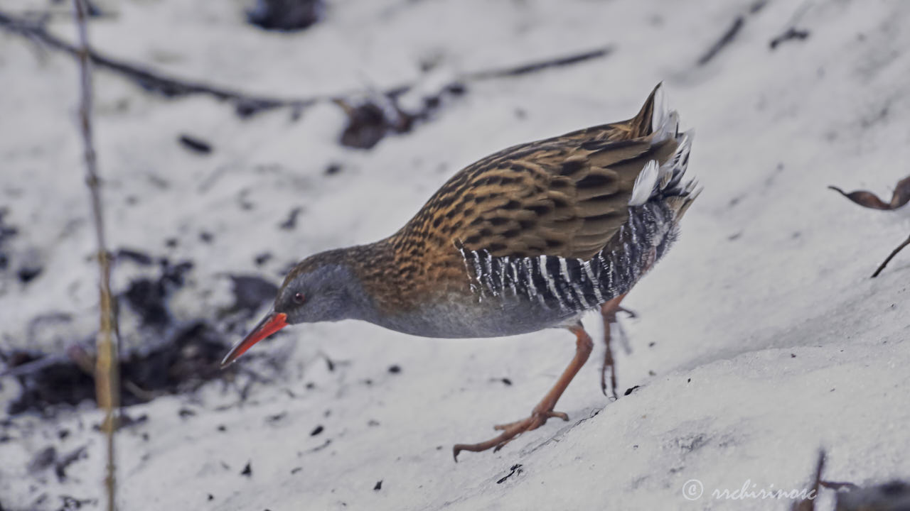 Water rail