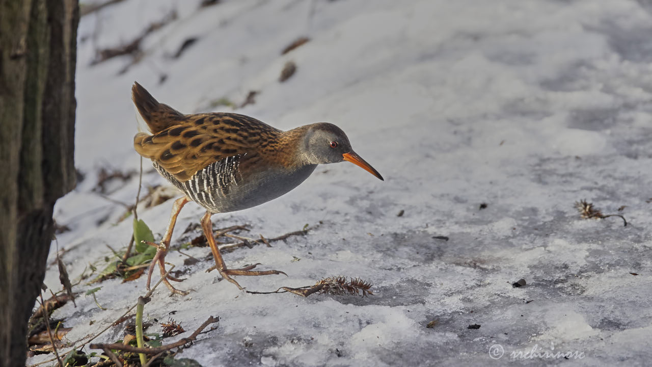 Water rail