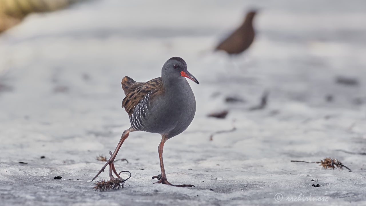 Water rail