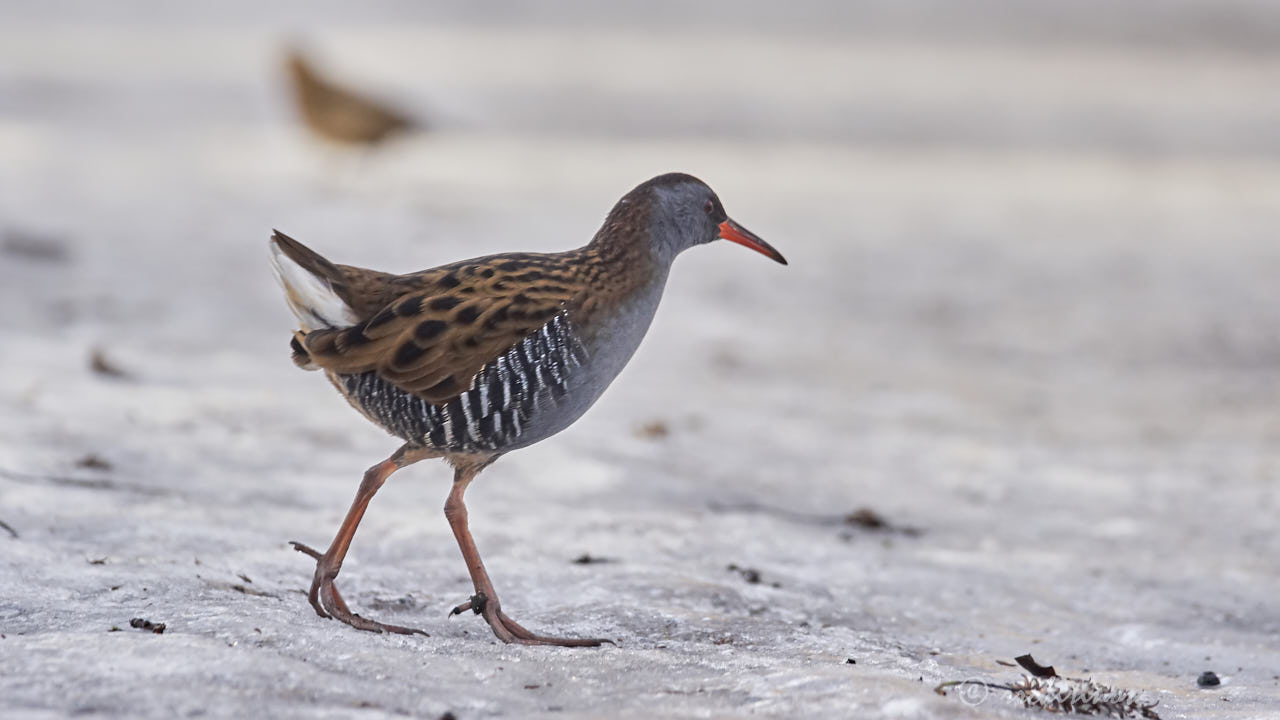 Water rail