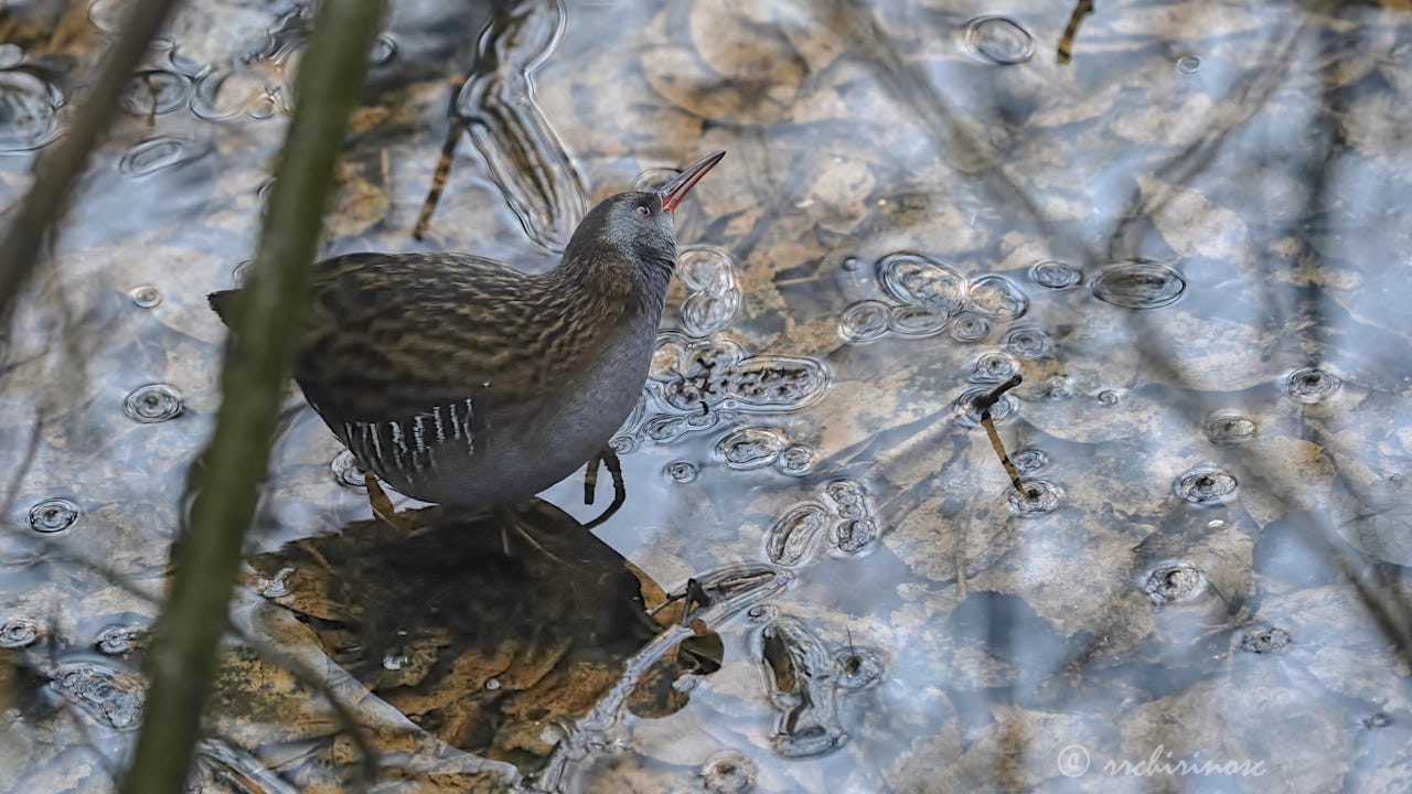 Water rail