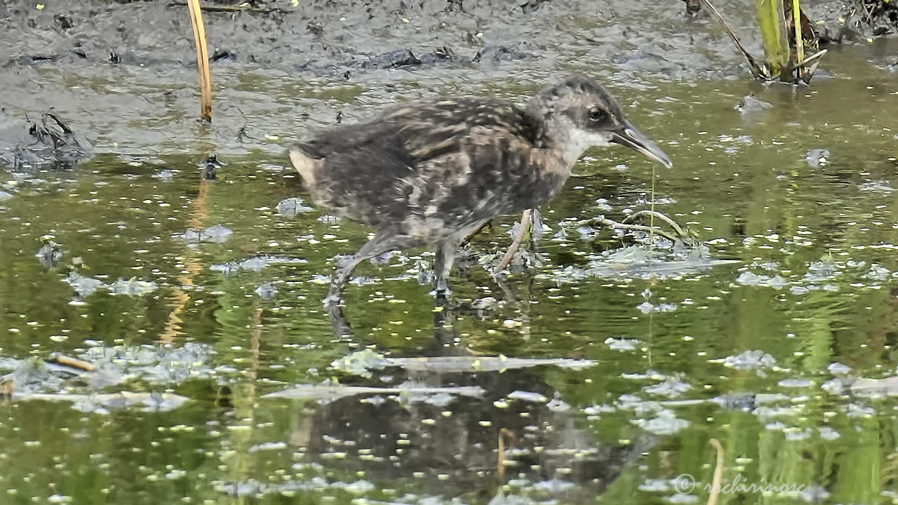 Water rail