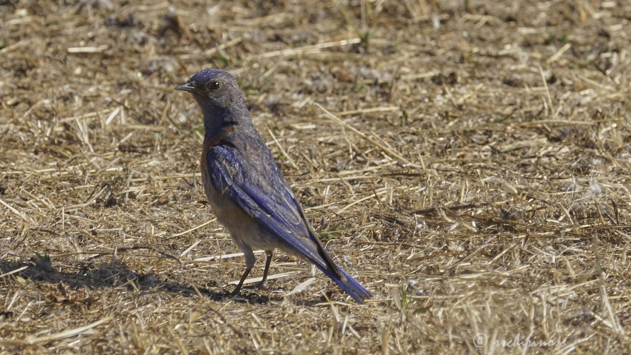 Western bluebird