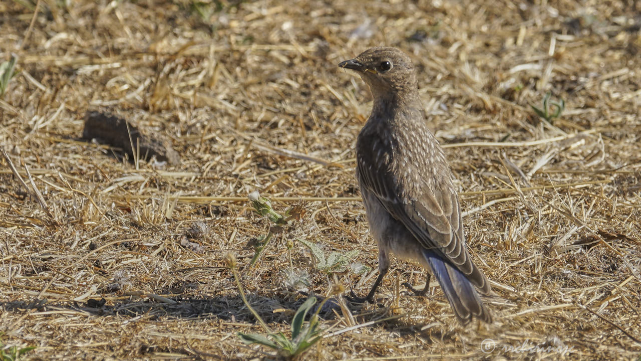 Western bluebird