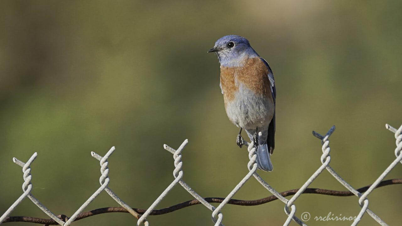 Western bluebird