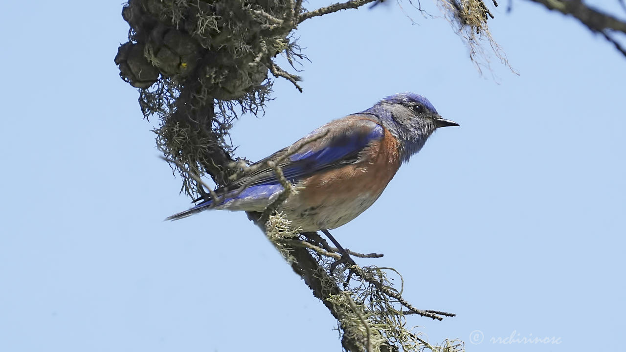 Western bluebird