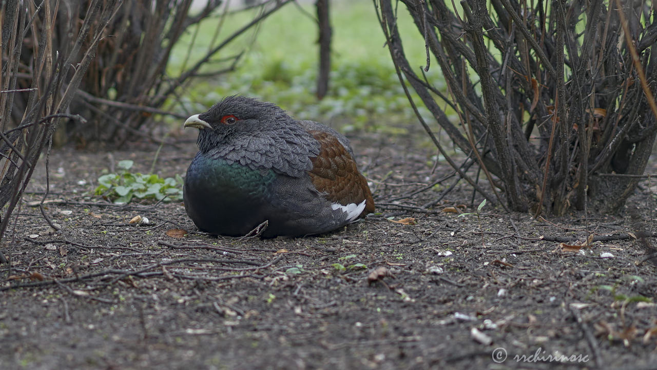 Western capercaillie