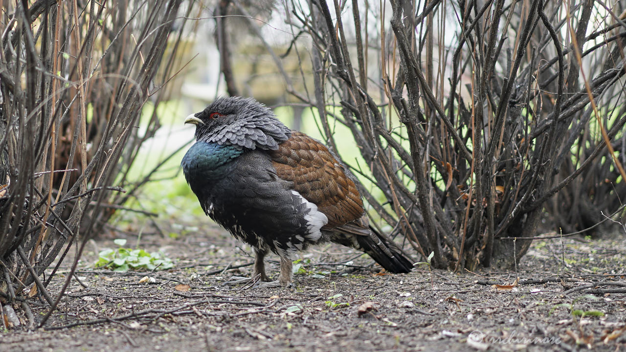 Western capercaillie