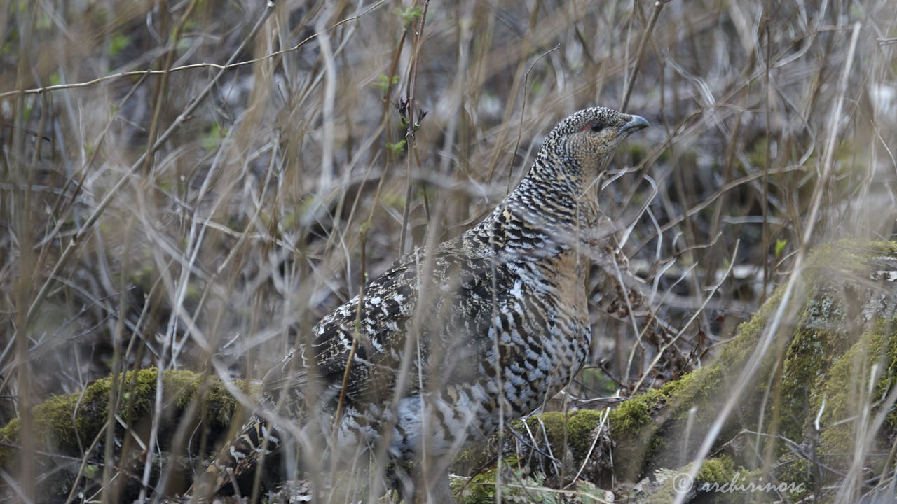 Western capercaillie