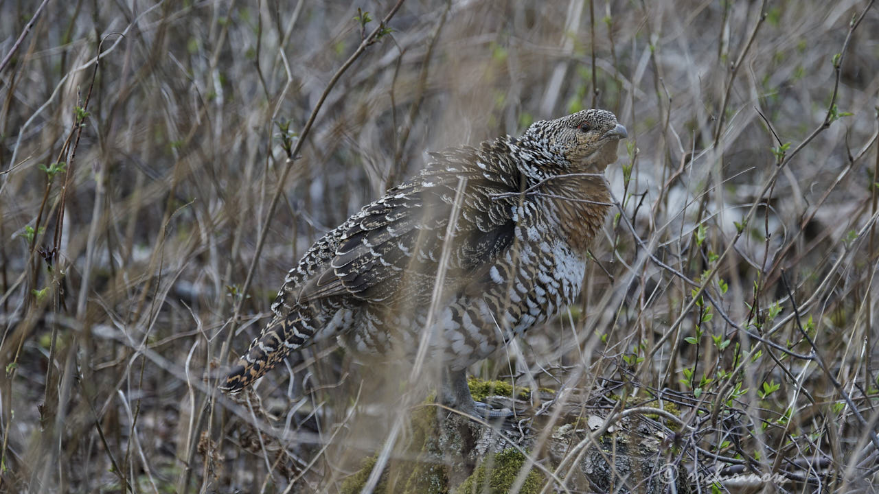 Western capercaillie