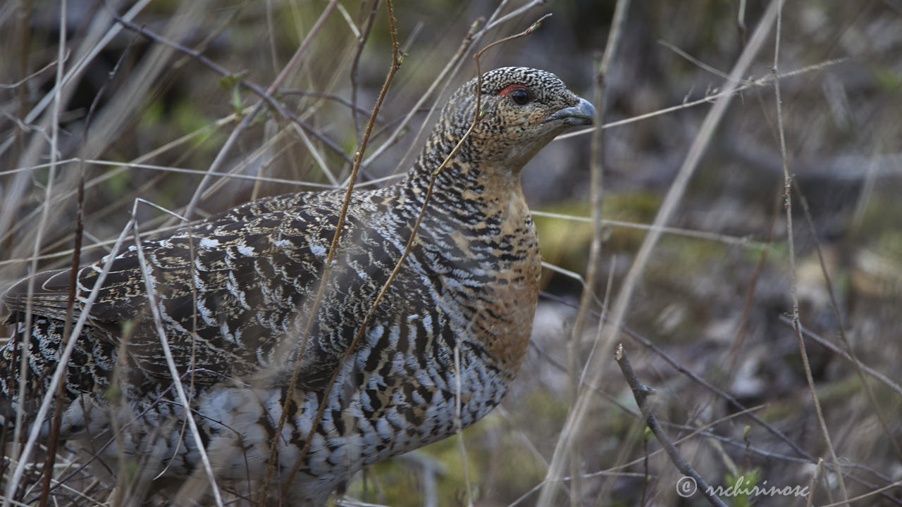 Western capercaillie