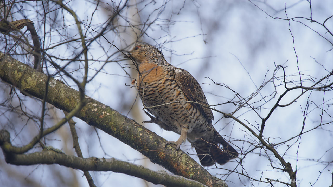 Western capercaillie