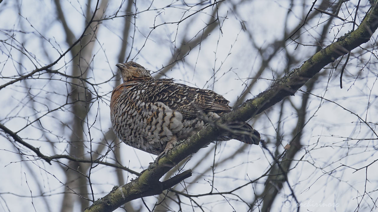 Western capercaillie