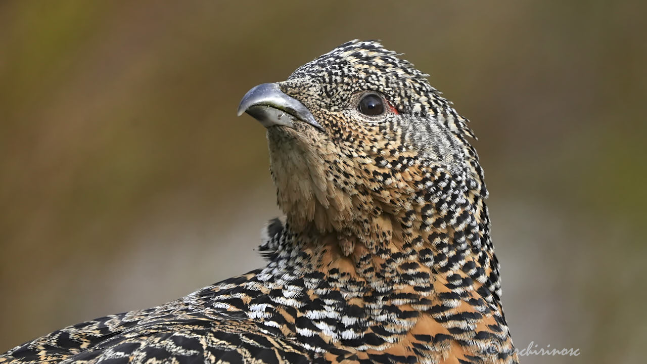 Western capercaillie