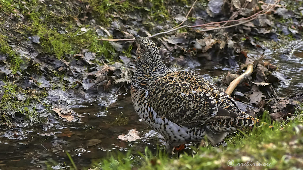 Western capercaillie