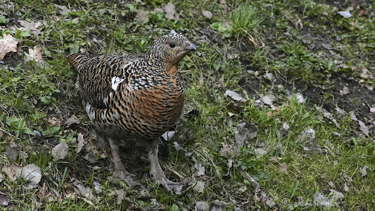 Western capercaillie