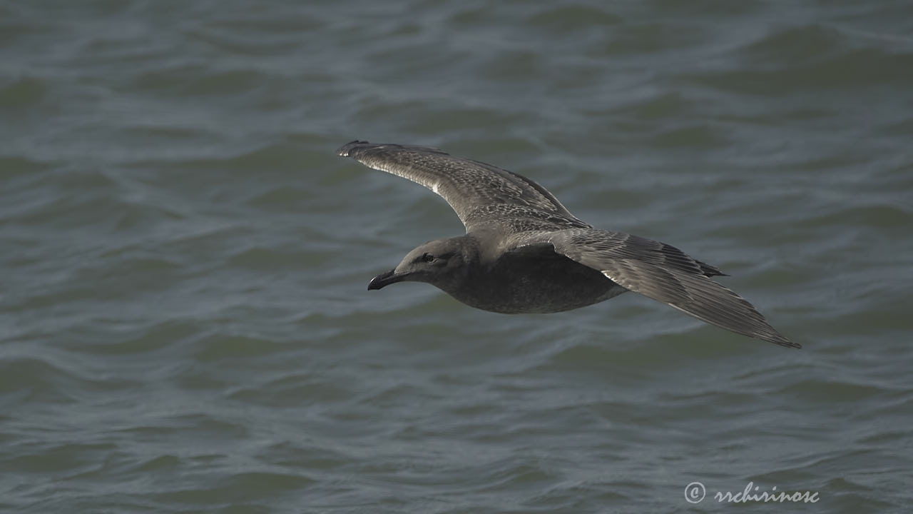 Western gull