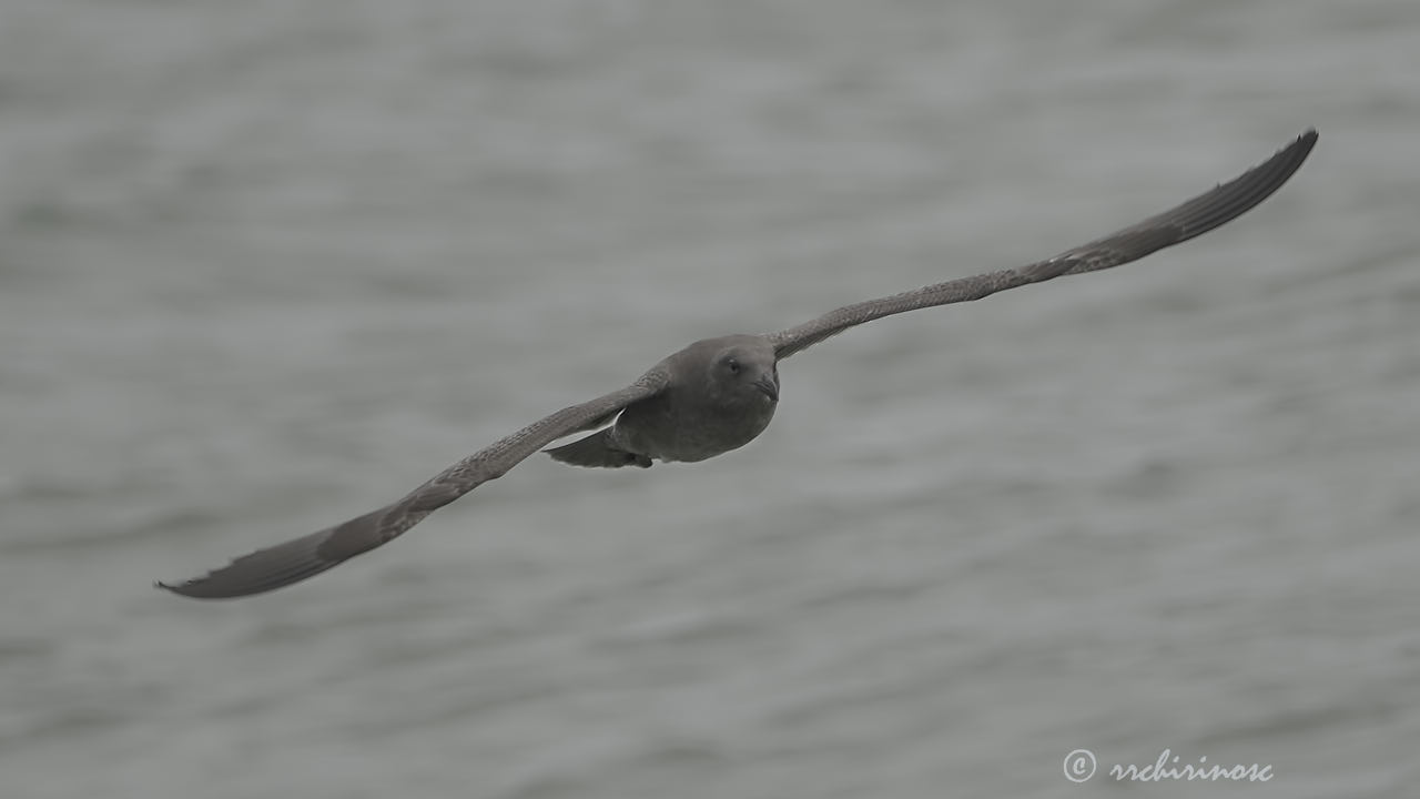 Western gull