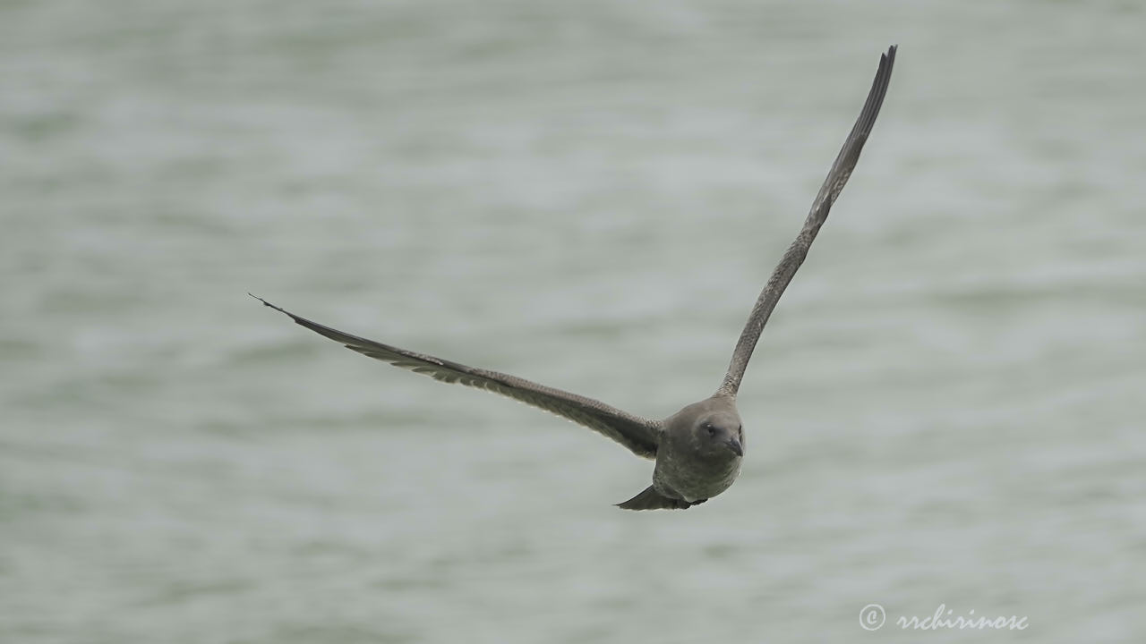 Western gull