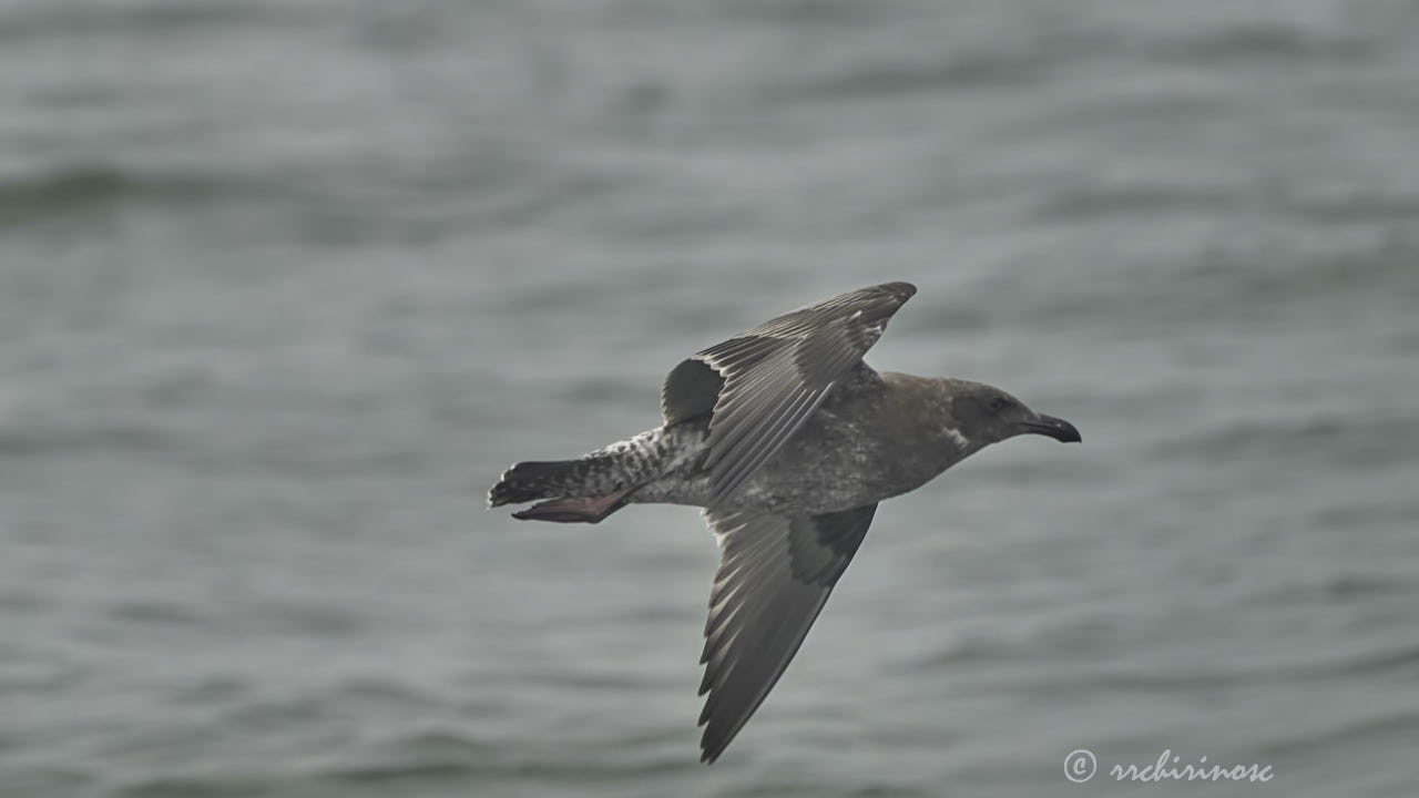 Western gull