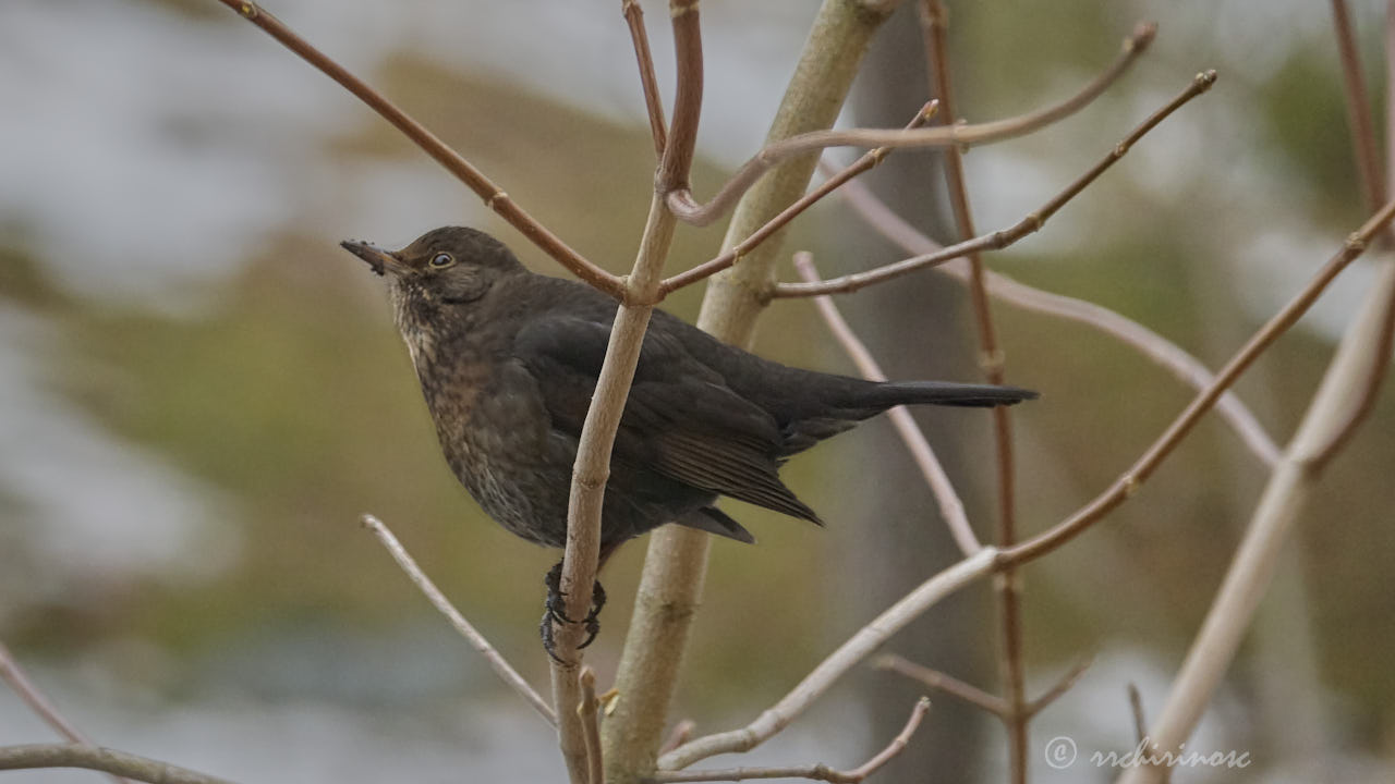 Eurasian blackbird