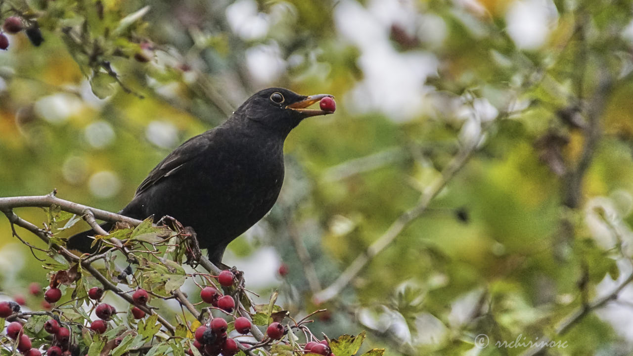 Eurasian blackbird