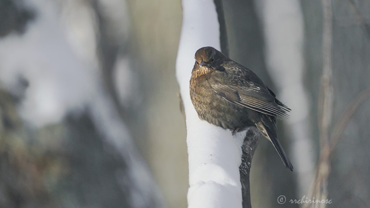 Eurasian blackbird