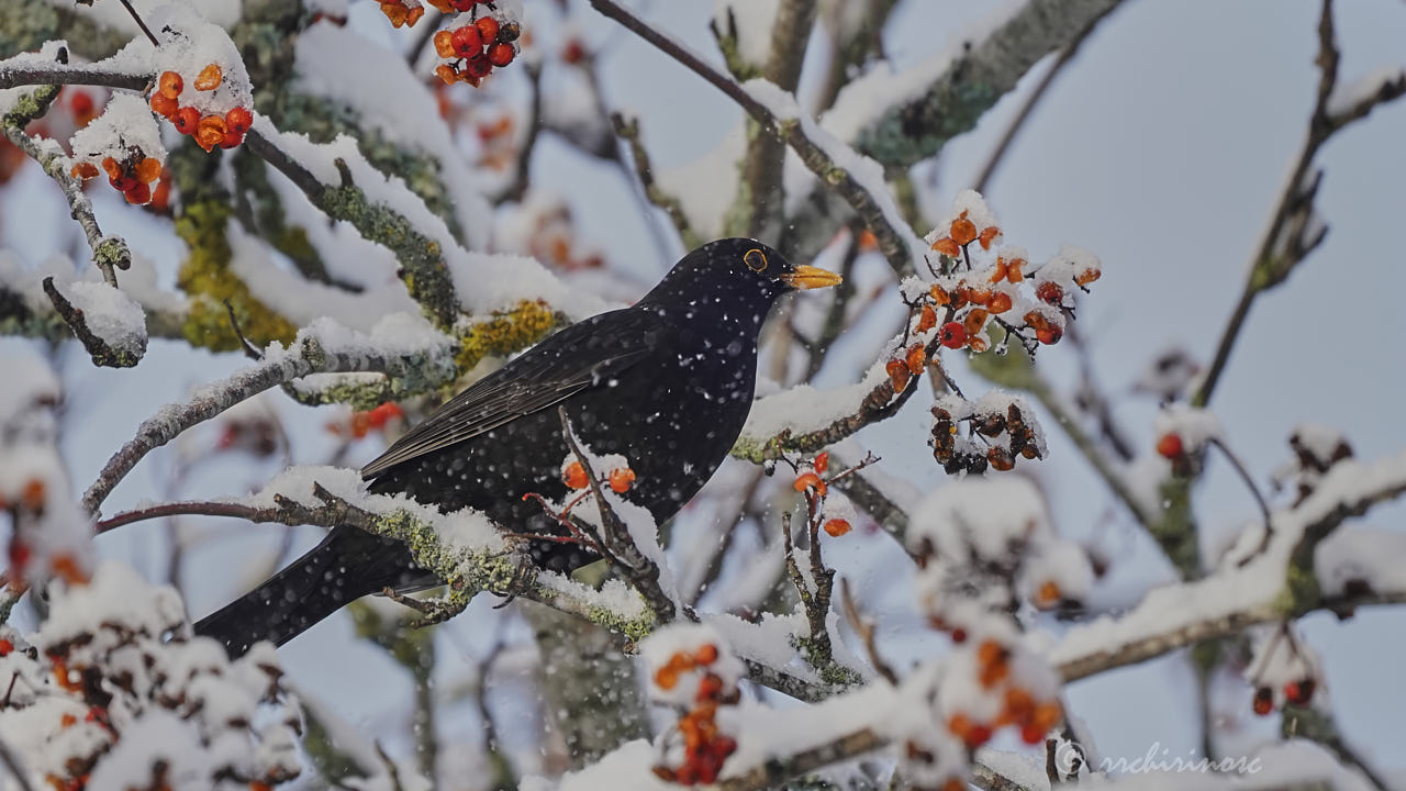 Eurasian blackbird