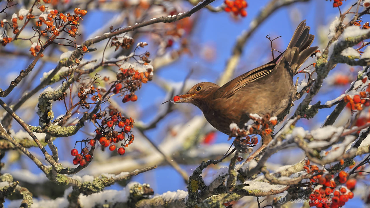 Eurasian blackbird