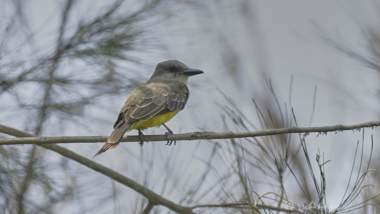 Tropical kingbird