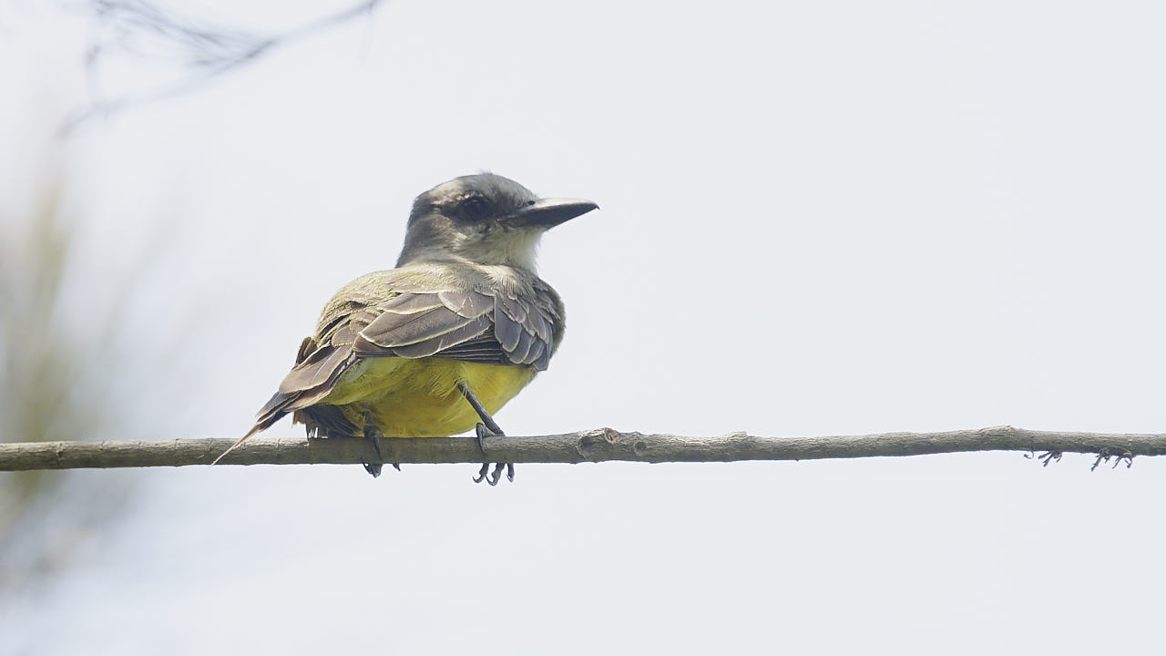 Tropical kingbird