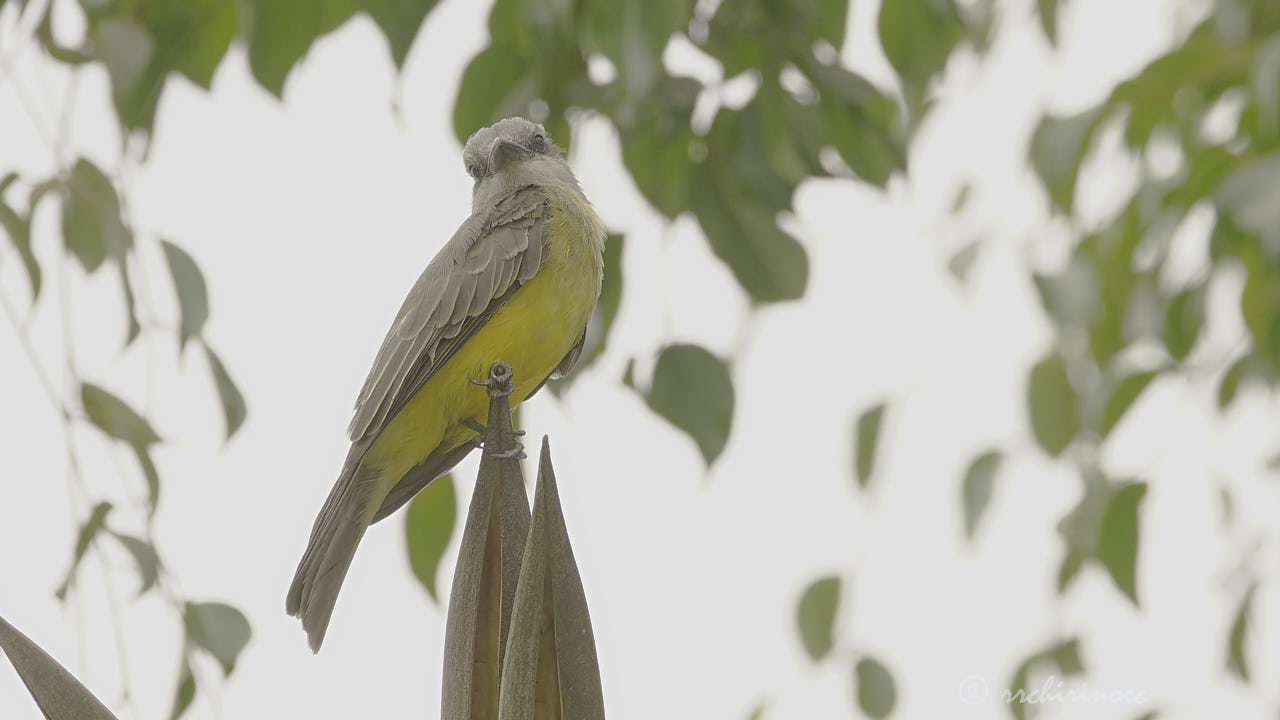 Tropical kingbird