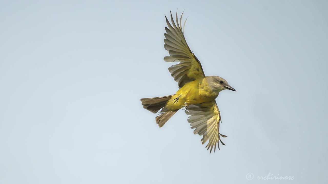 Tropical kingbird