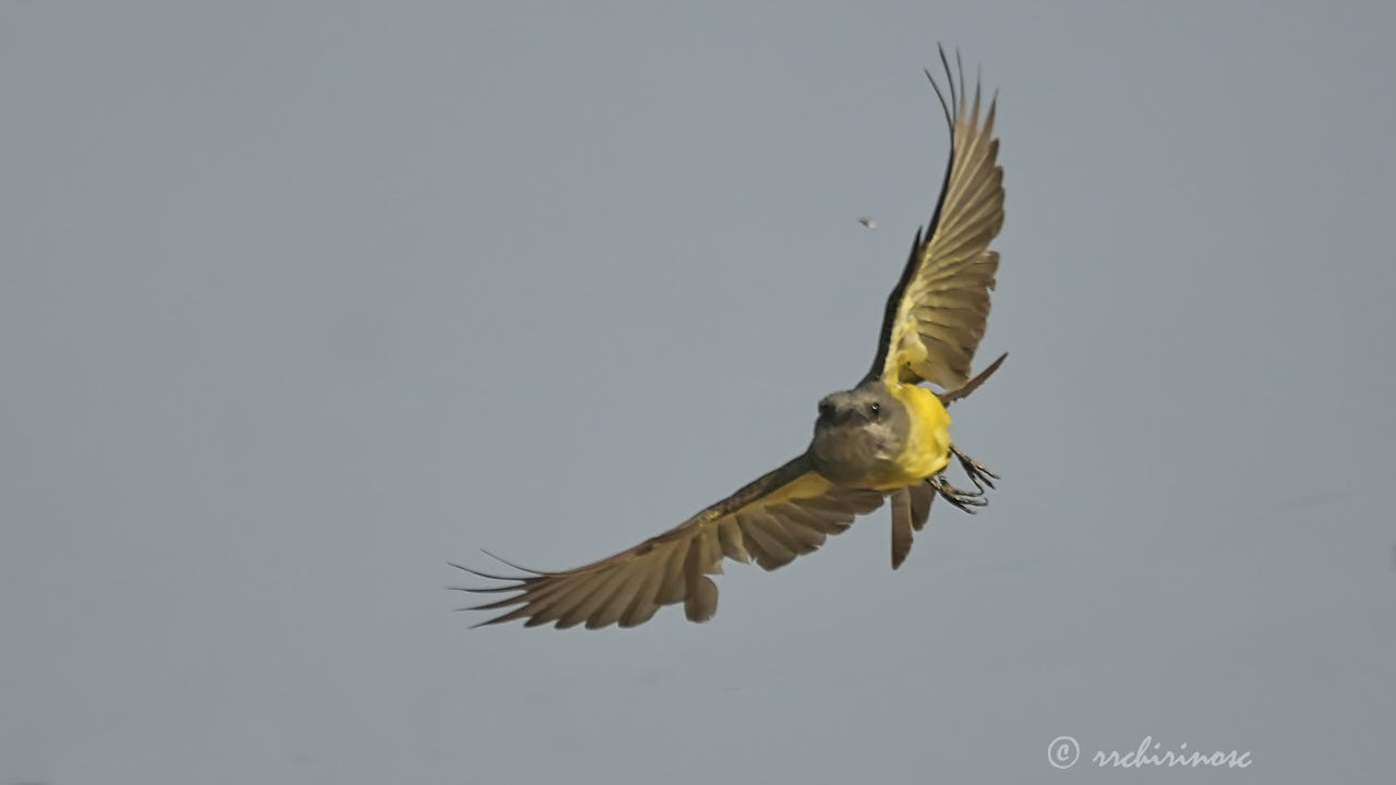 Tropical kingbird