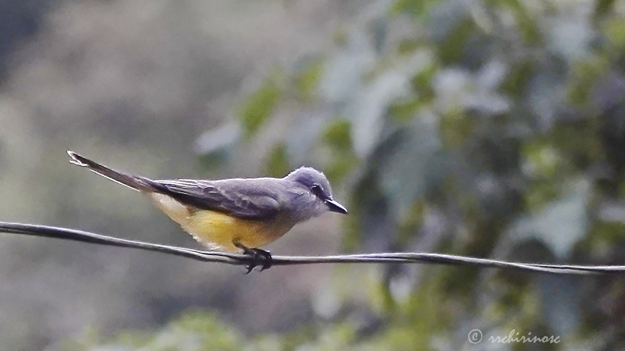 Tropical kingbird