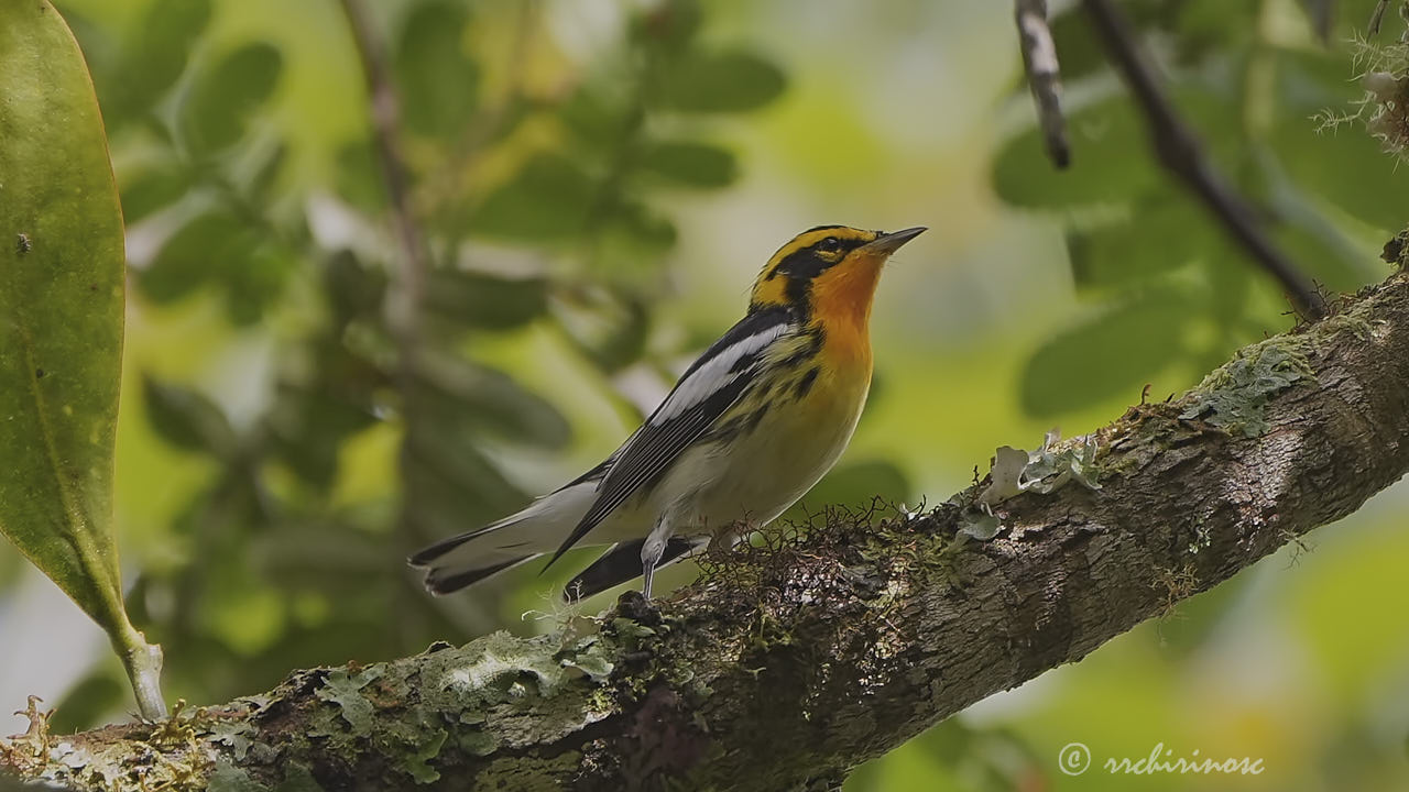 Blackburnian warbler