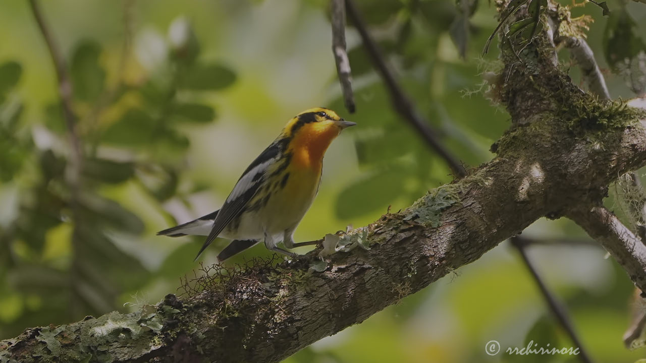 Blackburnian warbler