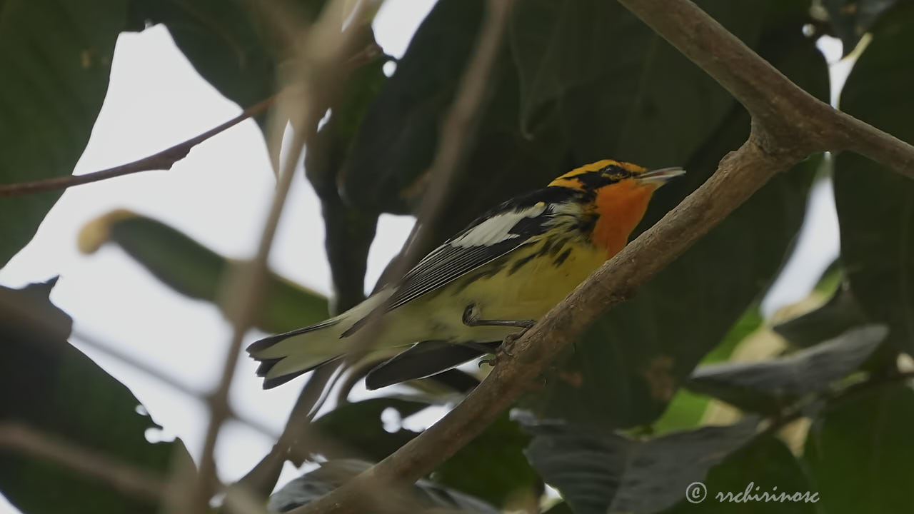 Blackburnian warbler